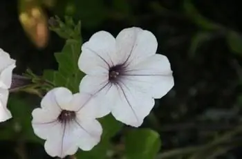 Две петунии Tidal Wave Silver (Petunia x Hybrida 'PAS97287') полностью цветут.