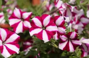 Восхитительно пестрые петунии Easy Wave Burgundy Star (Petunia x Hybrida 'PAS760702'), открывающиеся на солнце.