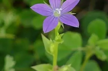 Крупный план одиночного цветка лаванды растения Маленькой Венеры (Triodanis perfoliata subsp. biflora).