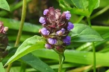 Крупный план некоторых самовосстанавливающихся цветков (Prunella vulgaris) на конечных колосьях.