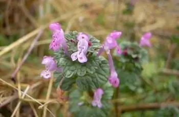 Снимок сверху вниз цветов и листьев ненбита (Lamium amplexicaule).