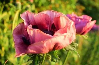 Два розовых цветка восточного мака Patty's Plum (Papaver orientale 'Patty's Plum) в саду в конце мая.