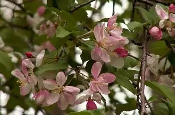 Нежные розовые и белые цветы и бутоны американской яблони (Malus coronaria).