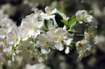 Крупный план прекрасных белых цветов яблони Сарджент (Malus sargentii).