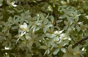 Пчела на ветке красивых белых цветов яблони Зибольда (Malus toringo).