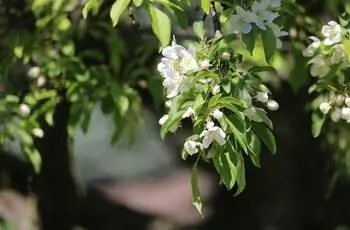 Крупный план ветки яблони Сахарный Тайм (Malus ‘Sutyzam’ SUGAR TYME).