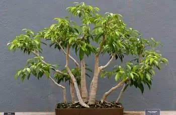 Плакучий инжир (Ficus benjamina), выращенный как бонсай, сидит на столе на сером фоне.