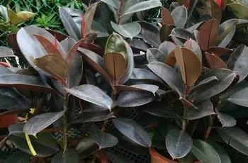 Несколько каучуковых растений Робуста (Ficus elastica 'Robusta'), растущих в горшках на открытом воздухе.