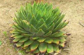 Спиральное растение алоэ (Aloe polyphylla), растущее на участке грязи, снятое по диагонали.