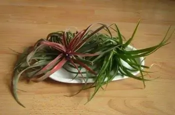 Два небольших воздушных растения (Tillandsia spp.) расположены на белом блюде на столе.