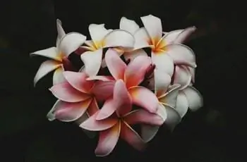 Крупный план розовых, белых, желтых и оранжевых цветов плюмерии (Plumeria spp.) на черном фоне.