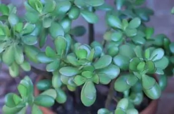 Крупный план листьев нефритового растения (Crassula ovata).