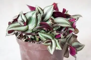 Крупный план пестрого растения зебры (Tradescantia zebrina) в небольшом горшке на белом фоне.