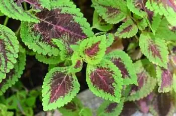 Крупный план некоторых растений колеуса Конг Роуз (Coleus scutellarioides Kong™\ Rose) с зеленой и бордовой листвой.