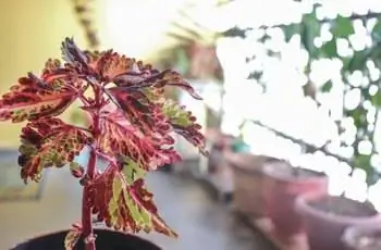 Крупный план растения колеуса Конг Роуз (Coleus scutellarioides Kong Rose), сидящего на балконе.