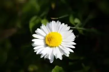 Одинокая бело-желтая английская маргаритка (Bellis perennis) на темном фоне.