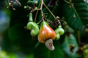 Крупный план плодов кешью (Anacardium occidentale) разной степени спелости.