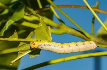 Моль катальпа-сфинкс (Ceratomia catalpae) ползет по листу.