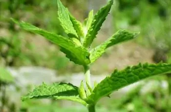 Крупный план листьев мяты колосистой (Mentha spicata).