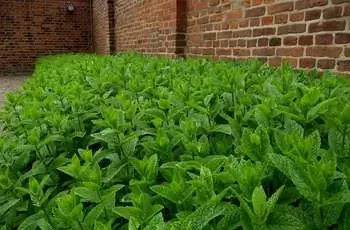 Плотный ряд мяты перечной (Mentha ×piperita), растущей возле кирпичной стены.