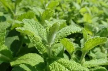 Крупный план растущих вместе растений яблочной мяты (Mentha suaveolens).