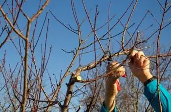 Две руки тянутся, чтобы обрезать срез персикового дерева.