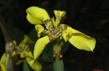 Прекрасный желтый ходячий ирис (Neomarica longifolia), цветущий ночью.