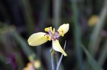 Одинокий нежный ходячий цветок ириса (Trimezia martinicensis) указывает на небо.