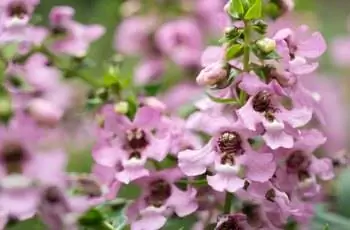 Красивые светло-розовые цветы летнего львиного зева (Angelonia angustifolia).