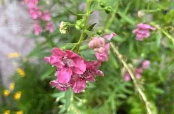 Цветок ангелонии (Angelonia angustifolia) слегка увядает.