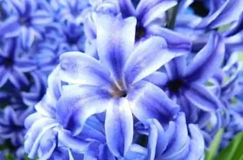 Крупный план гиацинта обыкновенного Blue Jacket (Hyacinthus orientalis 'Blue Jacket').