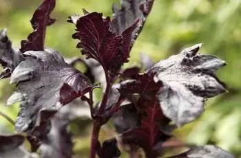 Крупный план листьев сладкого базилика Purple Ruffles (Ocimum basilicum var. purpurascens).