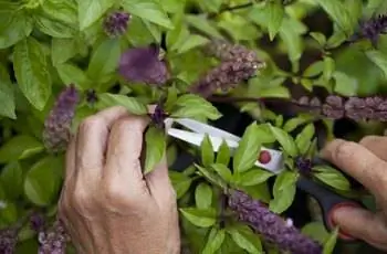 Рука собирает тайский базилик (Ocimum basilicum var. thyrsiflora) в саду.