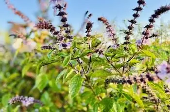 Крупный план цветущего священного растения туласи (Ocimum tenuiflorum).