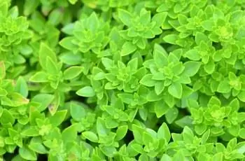 Крупный план ярко-зеленого пряного кустового базилика (Ocimum basilicum var.минимальный).