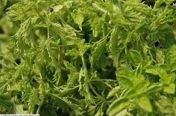 Крупный план растений сладкого базилика Green Ruffles (Ocimum basilicum ‘Green Ruffles’).