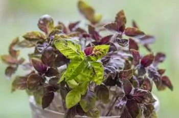 Растение сладкого базилика Красный Рубин (Ocimum basilicum ‘Red Rubin’) с красивыми красновато-фиолетовыми листьями, растущее в горшке.