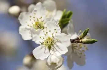 Крупный план прекрасных белых цветов сливы с фиолетовыми листьями (Prunus cerasifera).