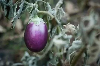 Красивый ярко-фиолетовый баклажан (Solanum melongena), висящий на сером увядшем стебле.