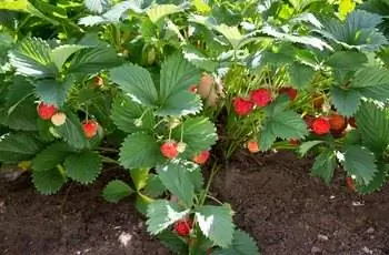 Растения клубники (Fragaria x ananassa), растущие в саду.