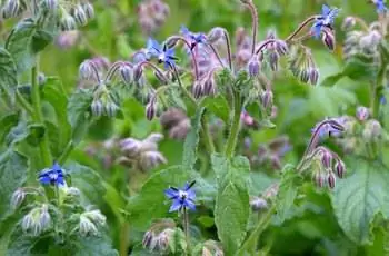 Крупный план некоторых синих цветков растения огуречника (Borago officinalis).