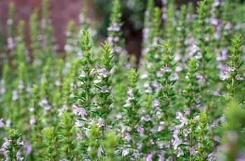 Крупный план некоторых растений тимьяна (Thymus vulgaris) подряд.