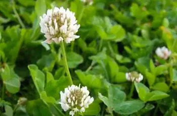 Растения белого клевера (Trifolium repens) цветут на зеленой лужайке.