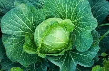 Кочан зеленой капусты (Brassica oleracea var. capitata) в саду сверху вниз.