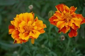 Два прекрасных оранжевых и красных цветка французских бархатцев (Tagetes patula).