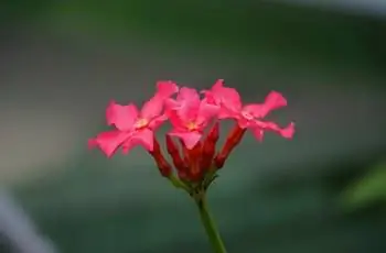 Крупный план розовых цветов мадагаскарской пальмы (Pachypodium baronii).