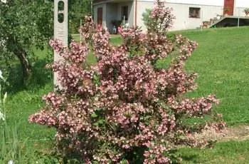 Сердечный кустарник вейгелы (Weigela florida) с розовыми цветами стоит одиноко на лужайке.