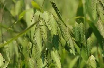 Крупный план зеленого северного морского овса (Chasmanthium latifolium).