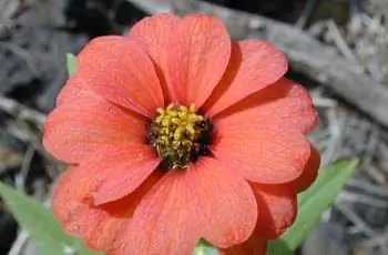 Крупный план восхитительно оранжевого цветка перуанской циннии (Zinnia peruviana).