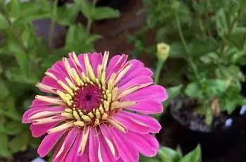 Крупный план цветка циннии Бенари гигантской обыкновенной (Zinnia elegans 'Benary's Giant') с желтыми и пурпурными лепестками.